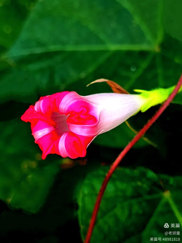 牵牛花的花苞浑身都是劲,生命力旺盛,一两天的功夫,它会迎着朝阳绽放